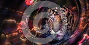 Tiger portrait in a light portal