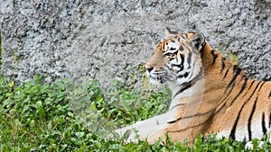 Tiger portrait with rock in the background