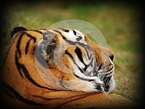 Tiger portrait with vignette