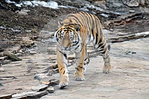 Tiger portrait. It walks on grey stones.