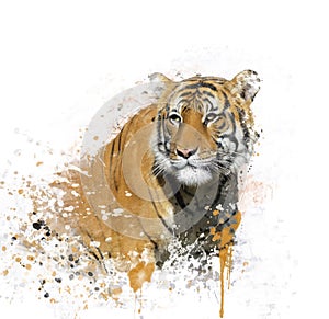 Tiger Portrait Watercolor