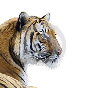 Tiger portrait watercolor