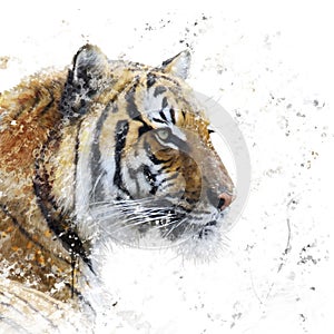 Tiger portrait watercolor