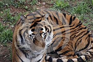 Tiger portrait in the zoo