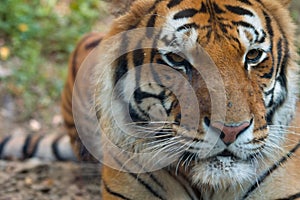 Tiger posing behind a glass