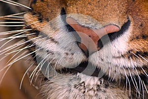 Tiger posing behind a glass