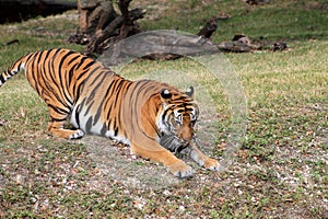 Tiger pouncing