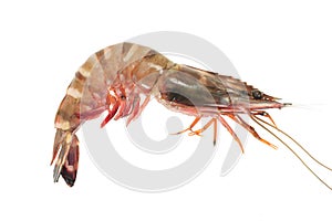 Tiger Prawn