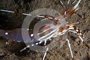 Tiger Prawn