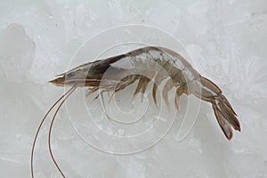 Tiger prawn