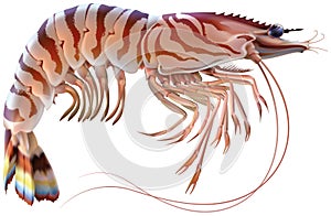Tiger prawn