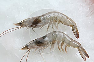 Tiger prawn