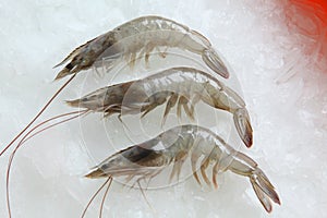 Tiger prawn
