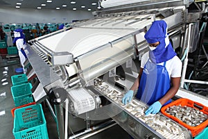 Tiger prawn processing plant