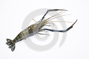 Tiger Prawn