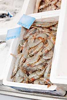 Tiger Prawns