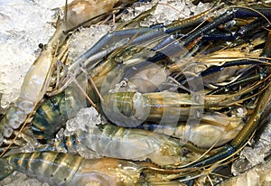 Tiger prawns on ice at seafood market