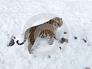 Tiger predatory animal in winter