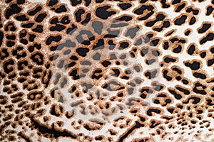 Tiger print