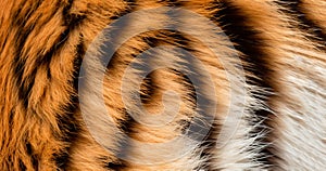 Tiger Print stripe of skin pattern background texture, mega closeup Tiger fur, wildlife design orange and black