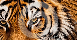 Tiger Print stripe of skin pattern background texture, mega closeup Tiger fur, wildlife design orange and black