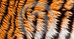 Tiger Print stripe of skin pattern background texture, mega closeup Tiger fur, wildlife design orange and black