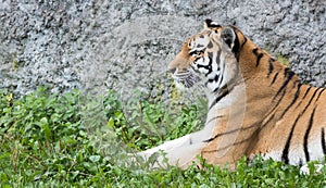 Tiger profile