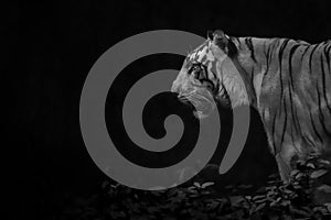 Tiger profile in black and white