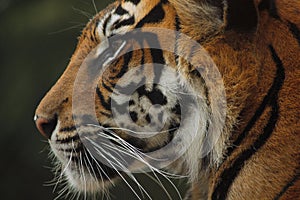 Tiger profile