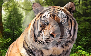 Tiger Profile in Green Forest Background