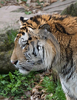 Tiger profile from left