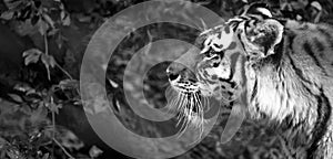 Tiger in profile, photographed in monochrome at Port Lympne Safari Park near Ashford Kent UK.