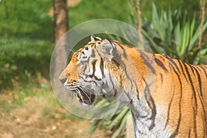 Tiger profile view