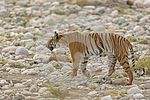 Tiger on prowl