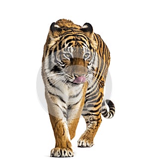 Tiger prowling, big cat, isolated
