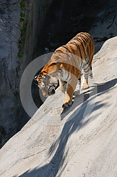 Tiger Prowling on Rock