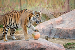 Tiger with pumpkin in zoo