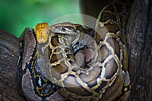 Tiger python and Boa