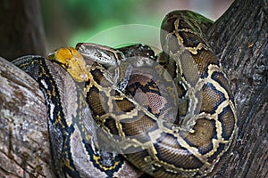 Tiger python and Boa