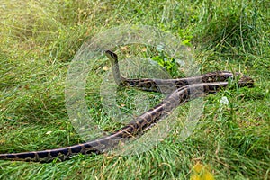Tiger python on green grass