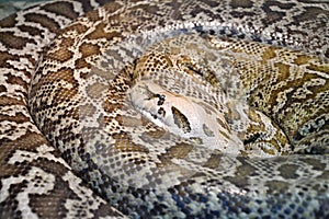 The tiger python Latin Python molurus is a large non-venomous snake from the genus of real pythons