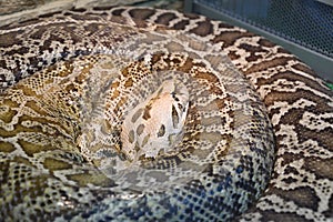 The tiger python Latin Python molurus is a large non-venomous snake from the genus of real pythons