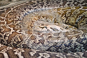 The tiger python Latin Python molurus is a large non-venomous snake from the genus of real pythons