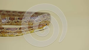 Tiger Python molurus bivittatus morph albine burmese on a beige background in the studio. A brown snake with scaly skin