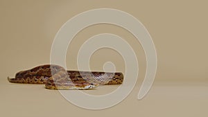 Tiger Python molurus bivittatus morph albine burmese on a beige background in the studio. A brown snake with scaly skin