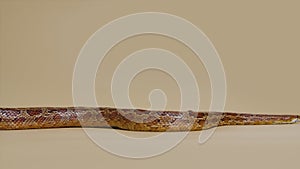 Tiger Python molurus bivittatus morph albine burmese on a beige background in the studio. A brown snake with scaly skin