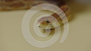 Tiger Python molurus bivittatus morph albine burmese sticking out her tongue on a beige background in the studio. A