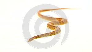 Tiger Python molurus bivittatus morph albine burmese in white background