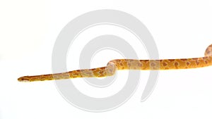 Tiger Python molurus bivittatus morph albine burmese in white background