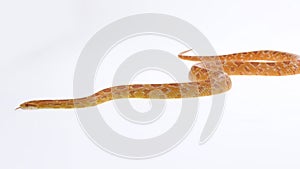 Tiger Python molurus bivittatus morph albine burmese in white background. Slow motion